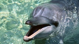Underwater world. Funny dolphins (50 wallpapers)