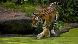 Wild cats. Tigers (100 wallpapers)