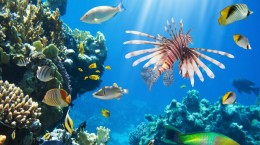 Coral reefs (10 wallpapers)