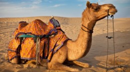 Camel HD Wallpapers (48 wallpapers)