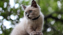 Кошки. 50 чудесных фотообоев с прелестными котятами (50 обоев)