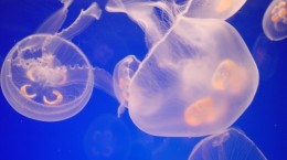 Jellyfish. Jellyfish (69 wallpapers)