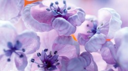 Flowers. Lilac study (30 wallpapers)