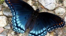 Бабочки 1 (60 обоев)