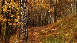 Autumn landscapes (53 wallpapers)