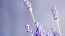 Lavender (60 wallpapers)