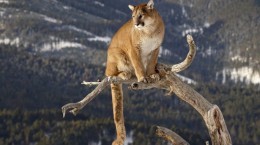 Mountain Lion (35 wallpapers)