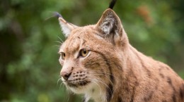 Рысь. Lynx (42 обоев)
