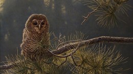 Owls (51 wallpapers)