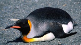 Пінгвіни (106 шпалер)