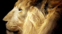 Lion (51 wallpapers)