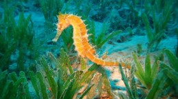 Seahorse wallpapers (51 wallpapers)