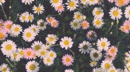 Daisy (29 wallpapers)