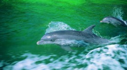 Дельфіни (82 шпалер)