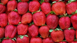 Berries. Strawberry (50 wallpapers)