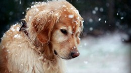 Dogs and winter (47 wallpapers)