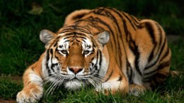 Тигри (45 шпалер)