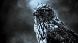 Орел. Eagle (117 обоев)