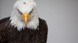 4K Eagle Wallpapers (9 wallpapers)