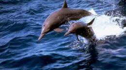 Дельфины (21 обоев)