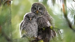 Owls 5 (70 wallpapers)