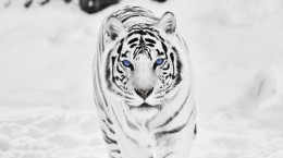 Tigers and winter (22 wallpapers)