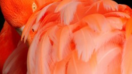 Flamingo (71 wallpapers)