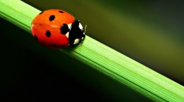 Insects. Ladybug, fly away to the sky (110 wallpapers)