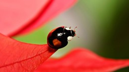 Ladybug 2 (24 wallpapers)