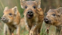 Wild boars (37 wallpapers)