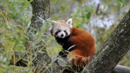 Red and white panda. Red and white panda (37 wallpapers)