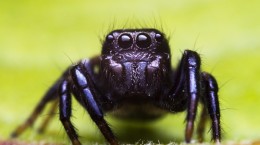 Spiders 2 (40 wallpapers)