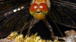 Insects. Dragonfly Jumper (60 wallpapers)