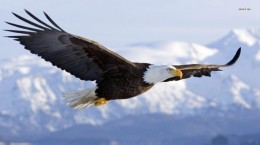 Bald Eagle. HD Wallpapers (43 wallpapers)