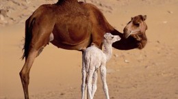 Верблюд та пустеля (60 шпалер)