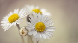 Wallpaper with daisies (37 wallpapers)