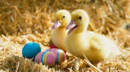 Easter (56 wallpapers)
