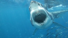 Велика біла акула (50 шпалер)