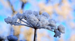 Flowers in the snow (49 wallpapers)