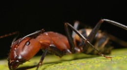 Ants and cows (50 wallpapers)