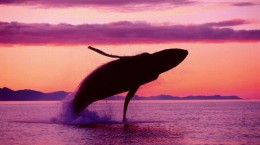Whale (56 wallpapers)