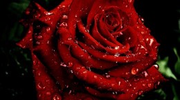 Троянда (96 шпалер)
