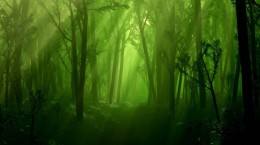Magic forest (59 wallpapers)