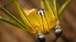 Spiders (35 wallpapers)