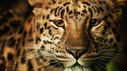 Wild cats. Wild cats (100 wallpapers)