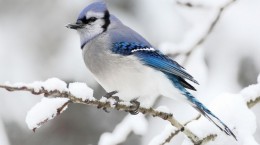 Birds and winter (46 wallpapers)