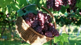 Виноград - Grapes 2 (55 обоев)