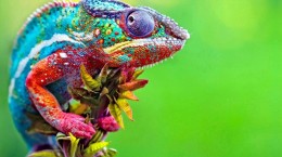 4K Chameleons (54 wallpapers)