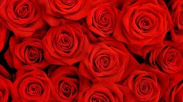 Червоні троянди (59 шпалер)