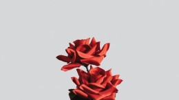Minimalistic wallpaper with roses (24 wallpapers)